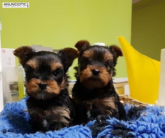 REGALO CACHORROS ED YORKSHIRE EN ADOPCION