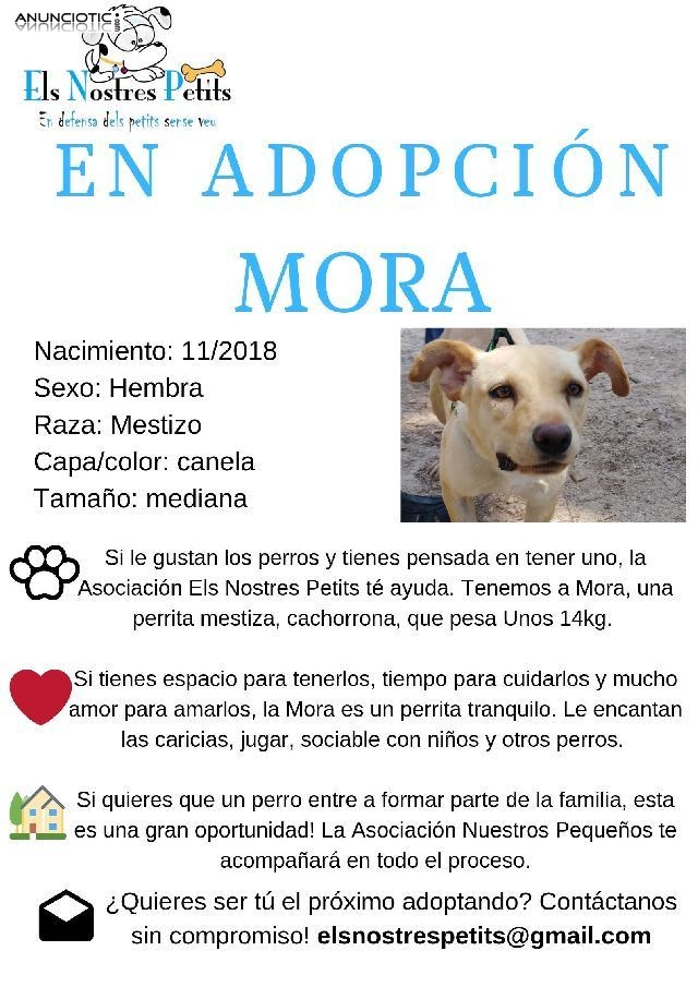 Adopción de Mora