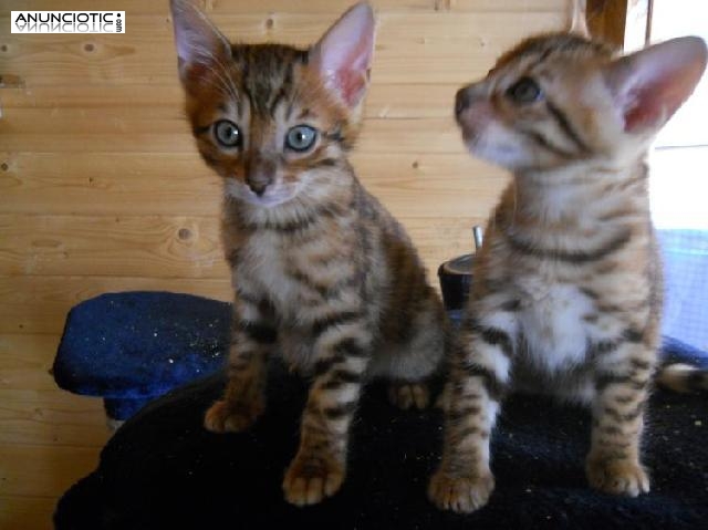 gatitos de Bengala