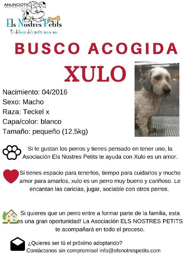 Urge casa de acogida para Xulo