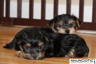 REGALO CACHORROS TOY , DE YORKSHIRE TERRIER.