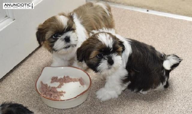 SHIH TZU