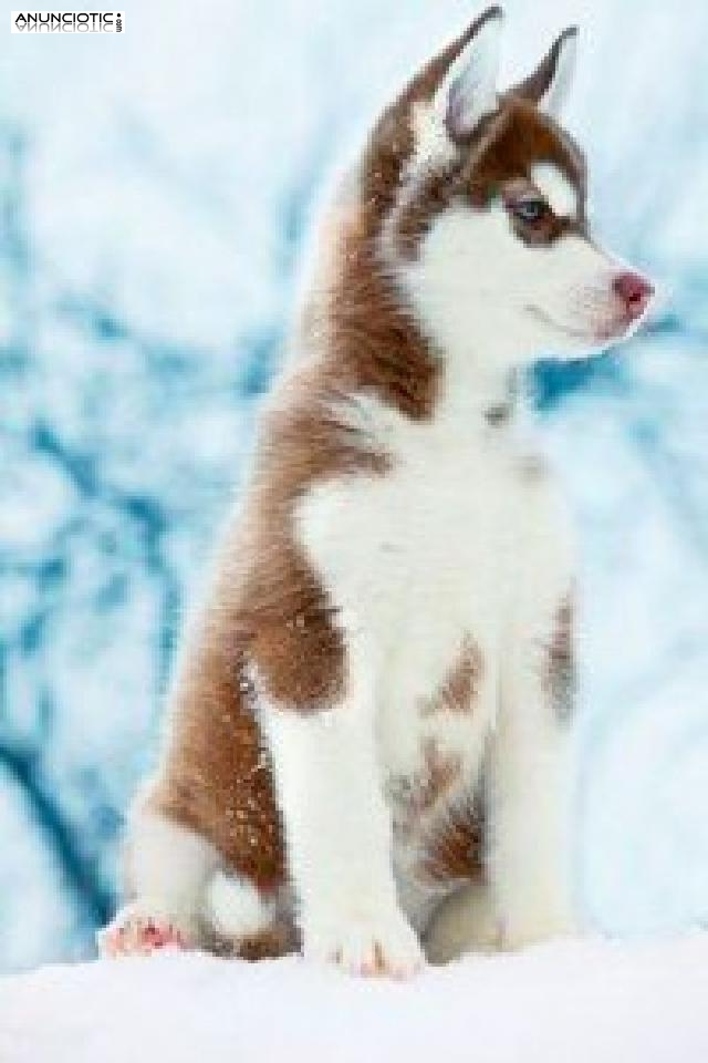 husky