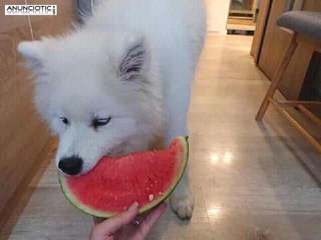 Highly trained and efficient Male and female Samoyed