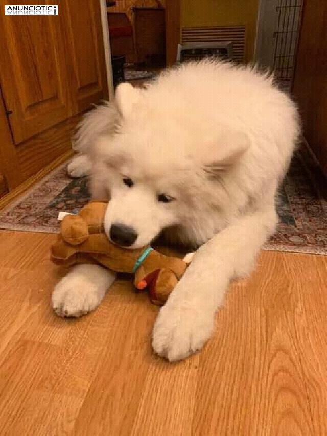 Highly trained and efficient Male and female Samoyed