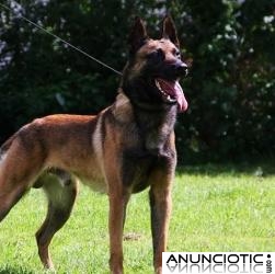 ADIESTRADOR CANINO NAVARKAN