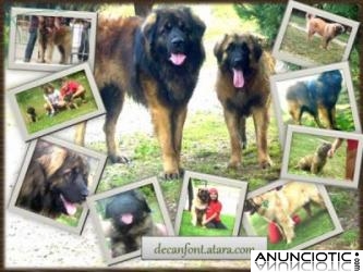 CACHORROS DE LEONBERGER