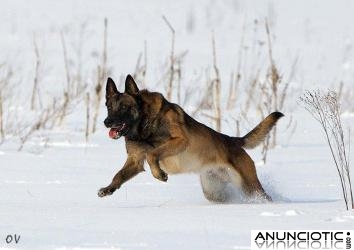 PASTOR BELGA MALINOIS DE NAVARKAN