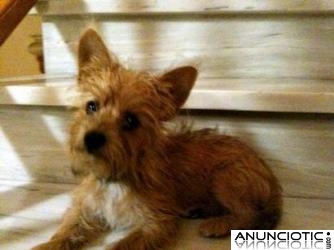 CACHORRO DE CHIHUAHUA DE 7 MESES POR NO PODER ATENDER