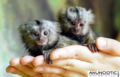 Monos tití bebé para su aprobación
