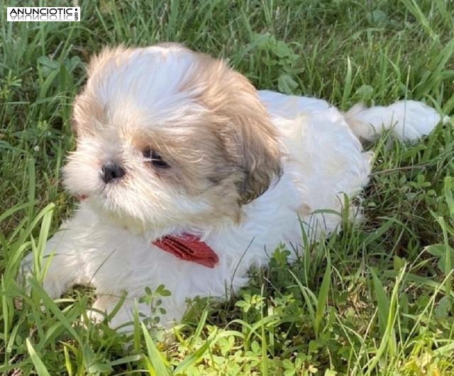 ((+34634073687)) Cachorros Shihtzu a la venta .........