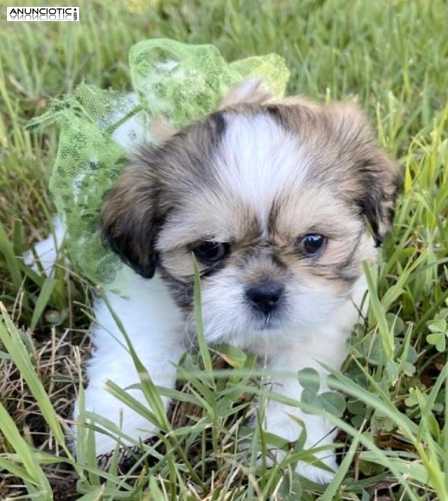 ((+34634073687)) Cachorros Shihtzu a la venta .........