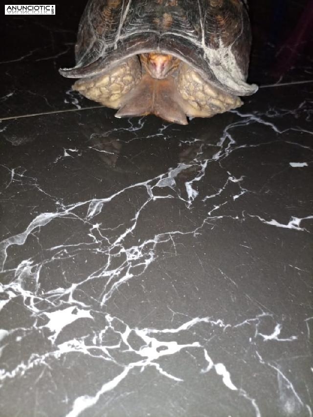 tortuga bisagra para adopción