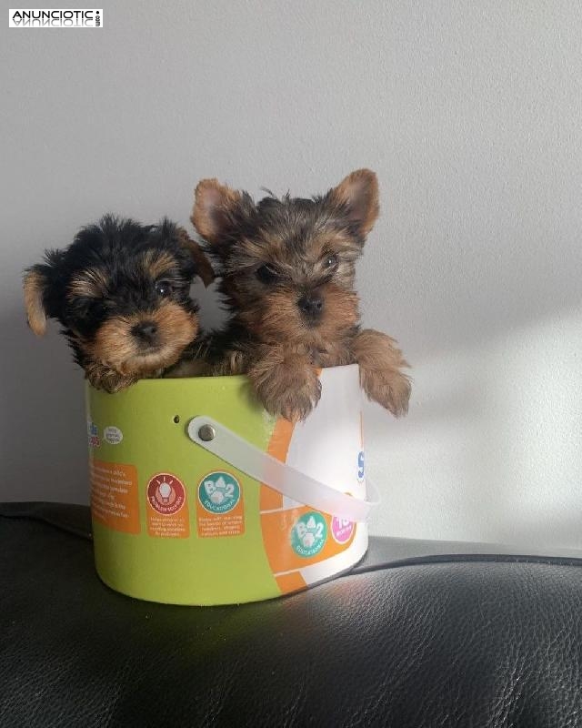 REGALO di Toy Yorkie Cachorros 