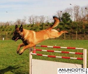 ADIESTRADOR CANINO NAVARKAN