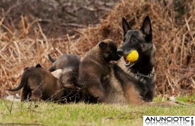 ADIESTRADOR CANINO NAVARKAN