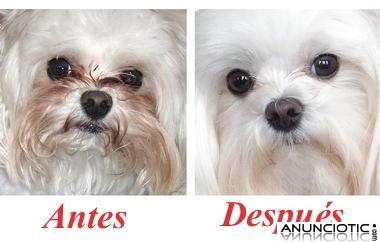 Angel Eyes para perros, la solucion definitiva a las manchas del lagrimal