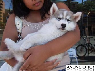   Macho y hembra Husky siberiano cachorros para adopción 