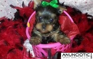 Nuestra hermosa Molly yorkie dio a luz el 11 de diciembre ($ 0.00)