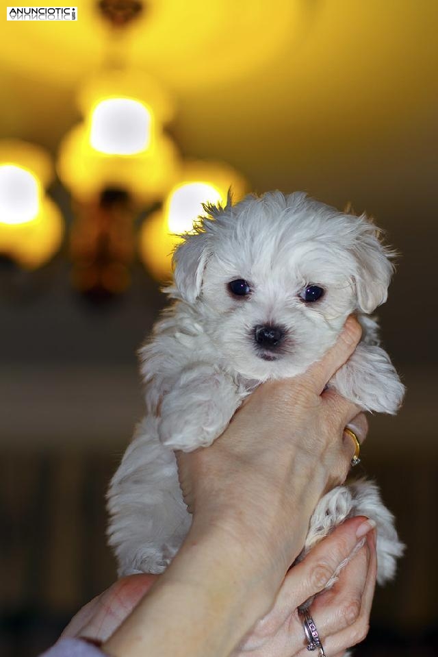 Cachorros malteses