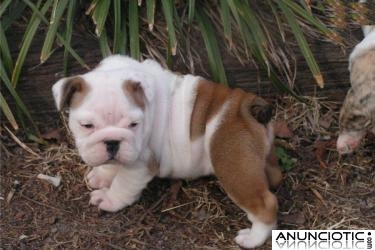 Bulldog Inglés cachorros machos y hembra