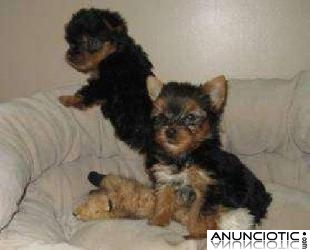 AKC Registro Yorkshire Terrier cachorros en adopción.