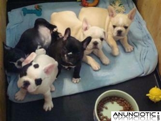 Regalo Cachorros BUlldog Frances Disponibles