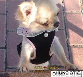 Accesorios Caninos, Arneses para Perros