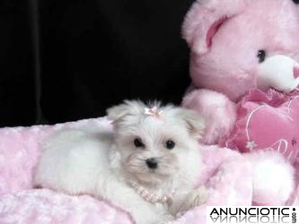 REGALO BICHON MALTES MINI TOY (HEMBRA Y MACHO)