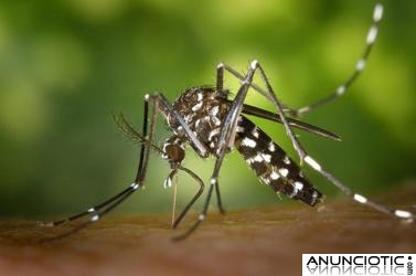 Limpieza de plagas en Barcelona, Control Mosquito