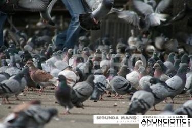 PALOMAS EN BARCELONA 