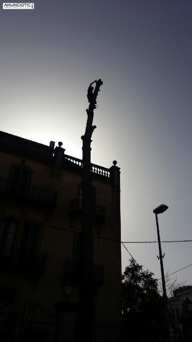 Tala de bosques en Barcelona, Pinopodado