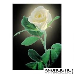 806REF 0,42 ROSA BLANCA VISA 10 EUROS X 15 MINUTOS ESPECIALICADA EN TEMAS DEL AMOR 