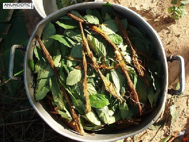 Medicina Natural Ayahuasca