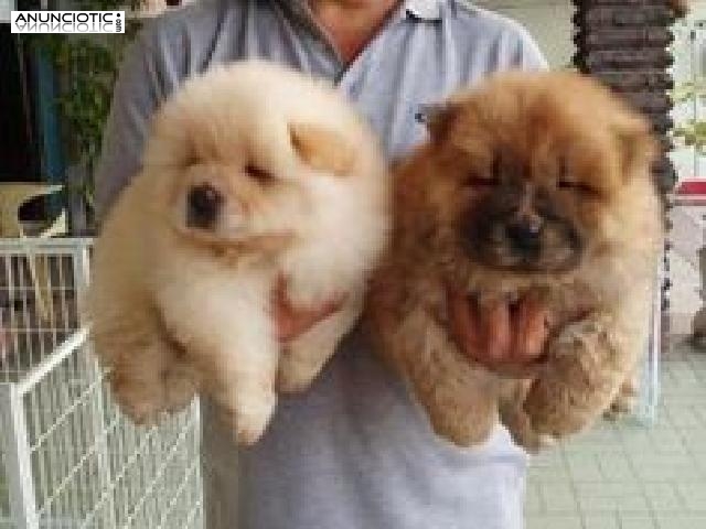 Regalo Camada Cachorros Chow Chow,