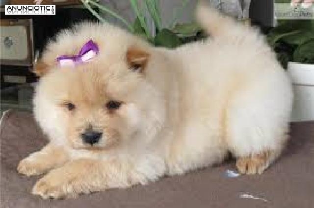 Regalo Camada Cachorros Chow Chow,