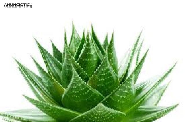 Distribuidores independientes de aloe y plantas