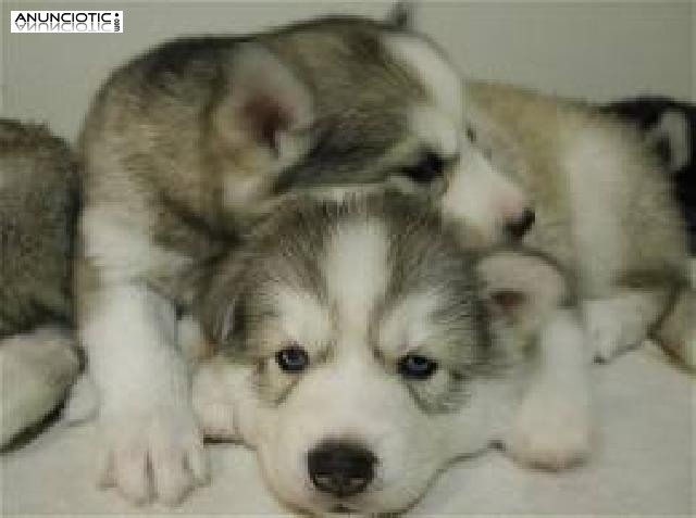 Adorables cachorros husky siberianos AKC para re-homing