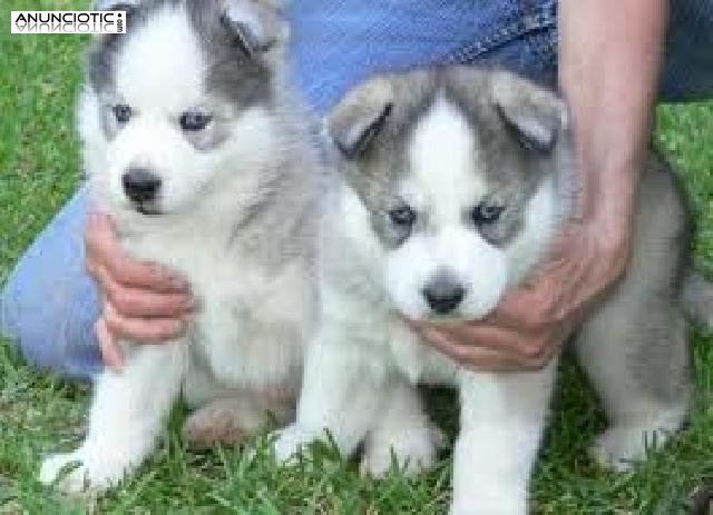 Adorables cachorros husky siberianos AKC para re-homing