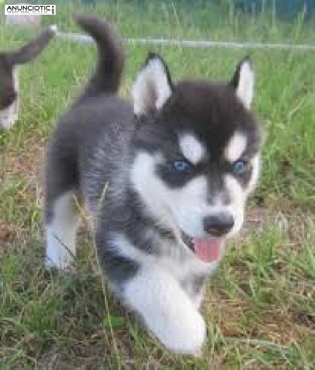 Adorables cachorros husky siberianos AKC para re-homing