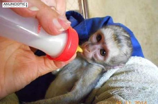 Monos capuchinos lindos del bebé para la adopción   