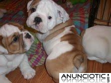 Bulldog Inglés cachorros gratis