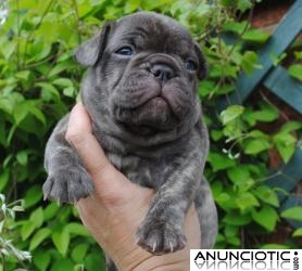 Gratis cachorros de bulldog francés