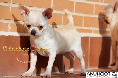Chihuahua en Venta, hembra