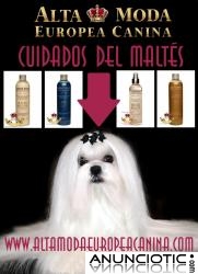 Cuidados del Bichon Maltes