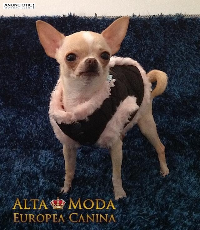 Ropa para Perros, Moda Canina para el frio