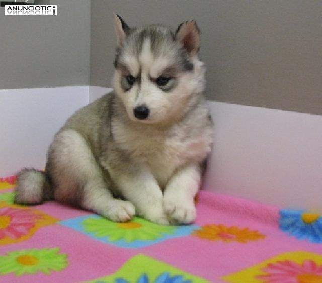 Linda Siiyberian Husky cachorros para su aprobación