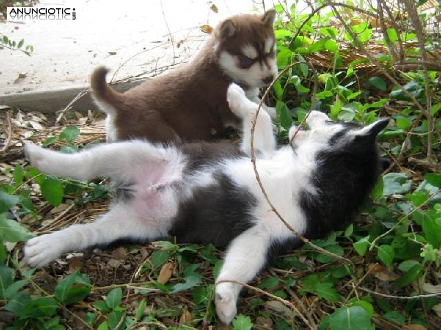 Siberian Husky Impresionante