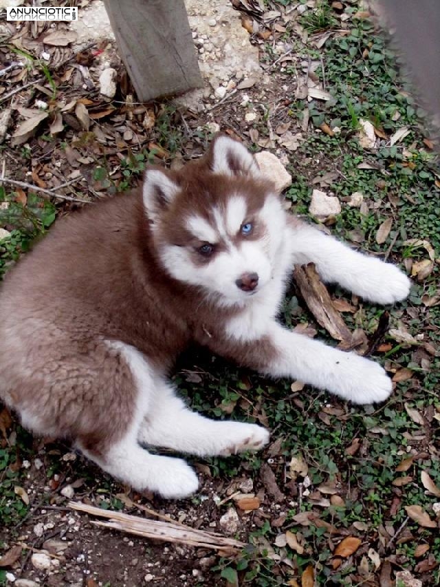 Siberian Husky Impresionante