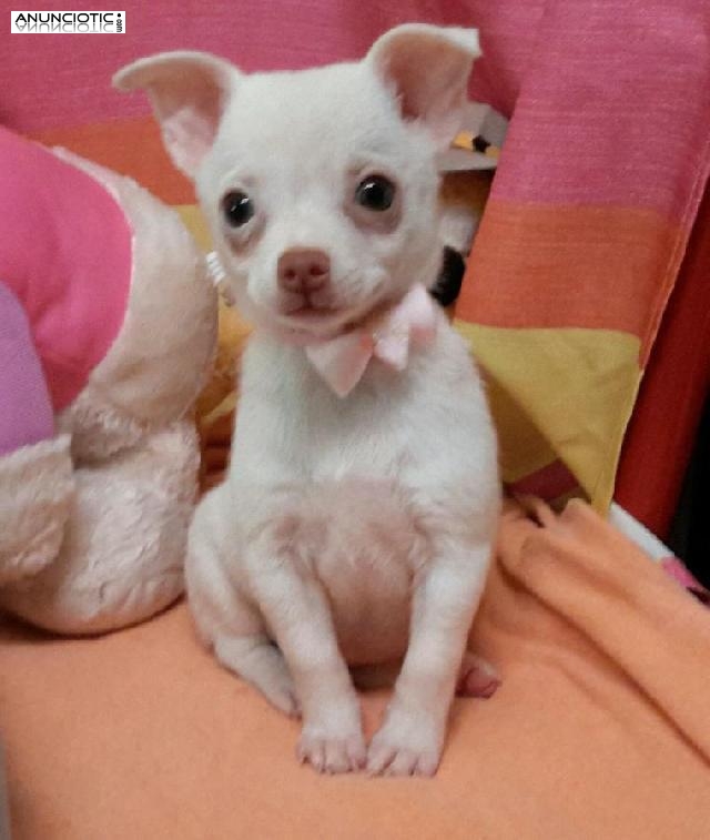 chihuahuas adorables